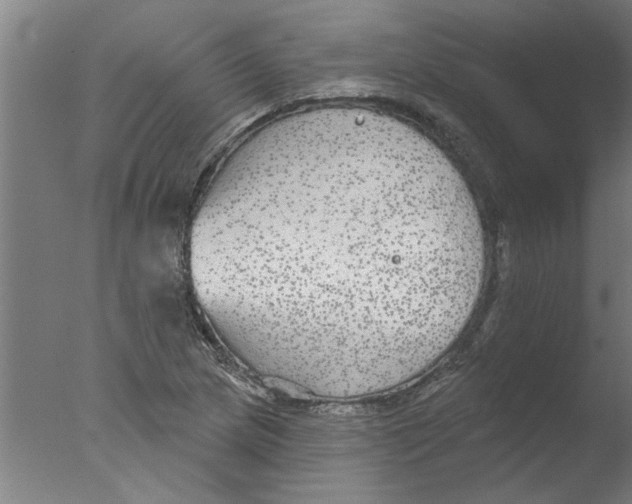 X0000076081217200610202031