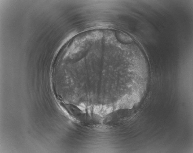 X0000076081235200610202032