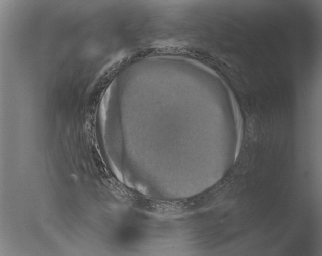 X0000076081254200610202031