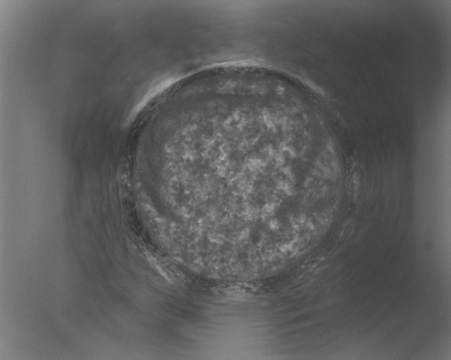 X0000076081255200610202031