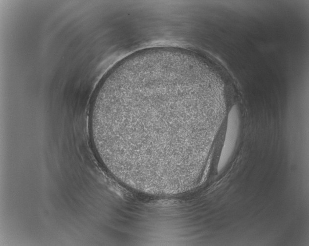 X0000076081268200610202031