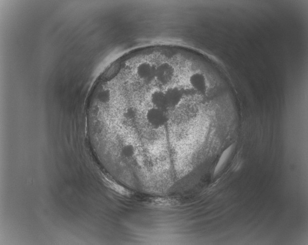 X0000076081271200610202031