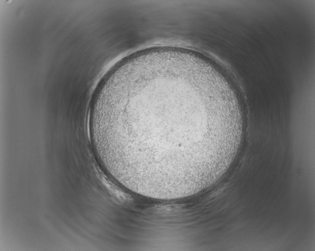 X0000076081272200610202031