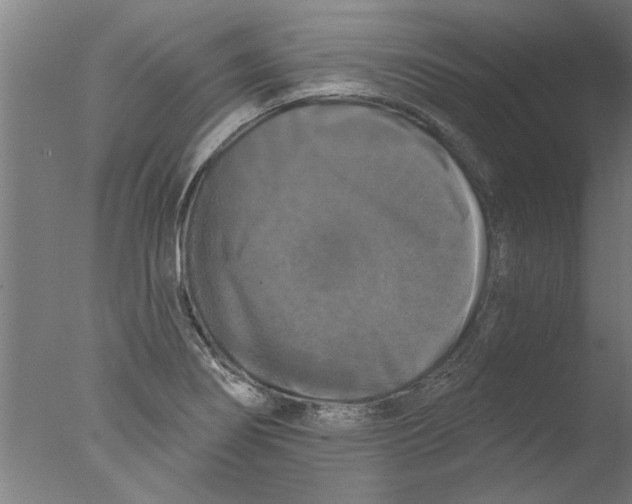 X0000076081274200610202031