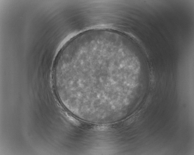 X0000076081278200610202031