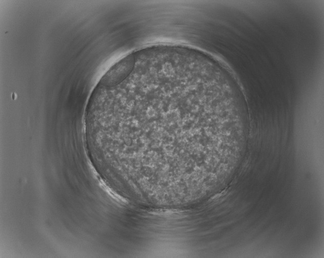 X0000076081287200610202030