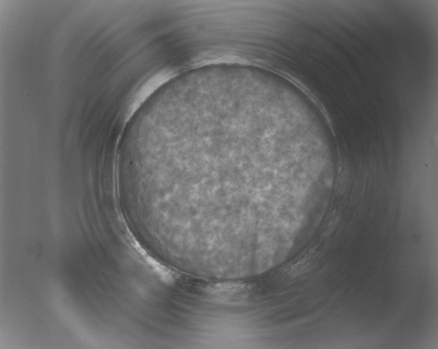 X0000076081290200610202030