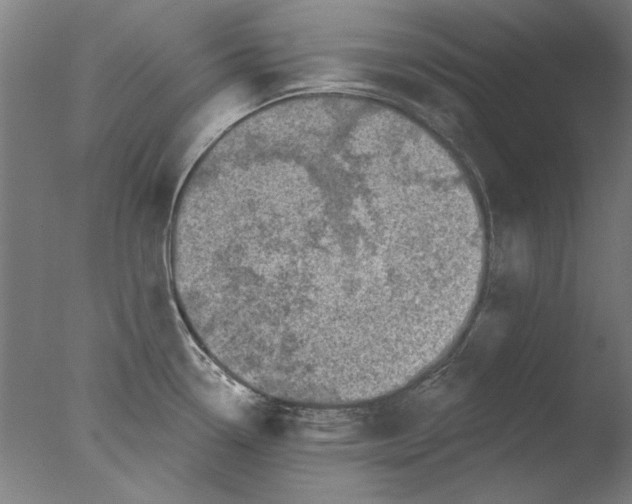 X0000076081338200610202030