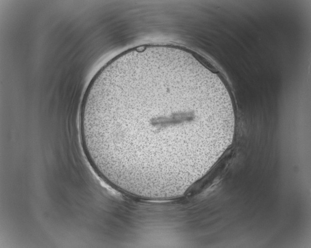 X0000076081343200610202030