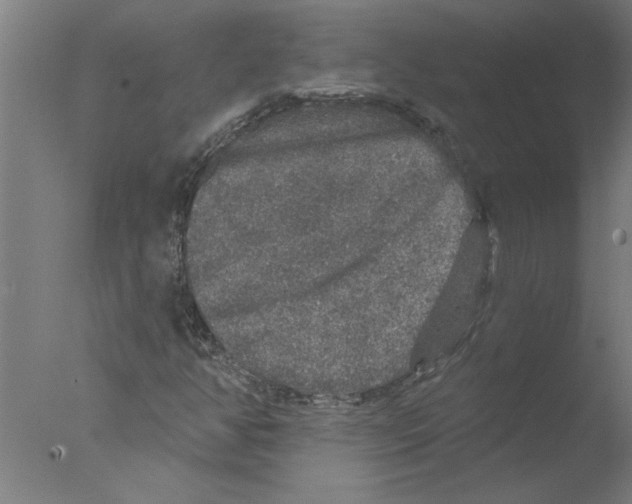 X0000076081350200610202029