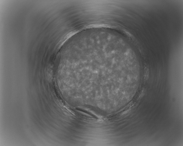 X0000076081361200610202029