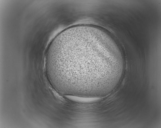 X0000076081366200610202029