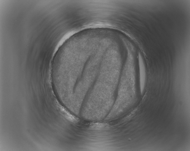 X0000076081374200610202029