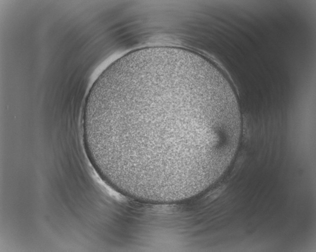 X0000076081387200610202029