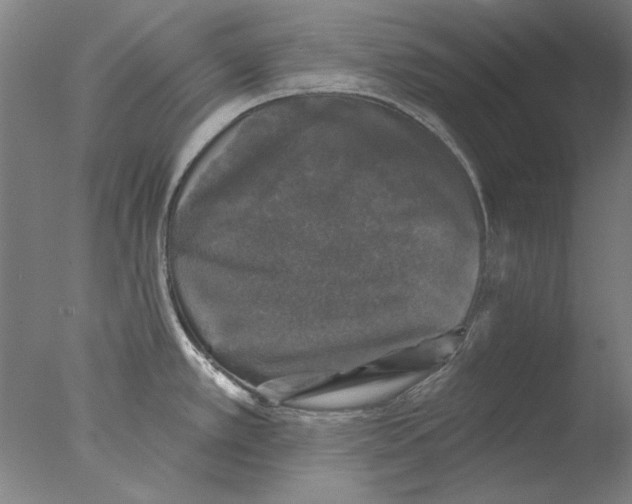 X0000076081389200610202029