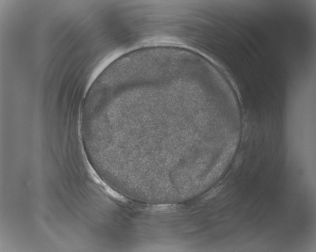 X0000076081390200610202029