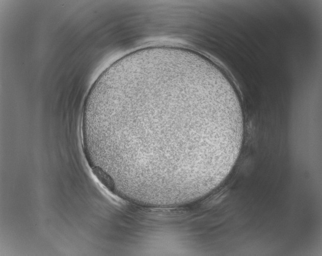 X0000076081391200610202029