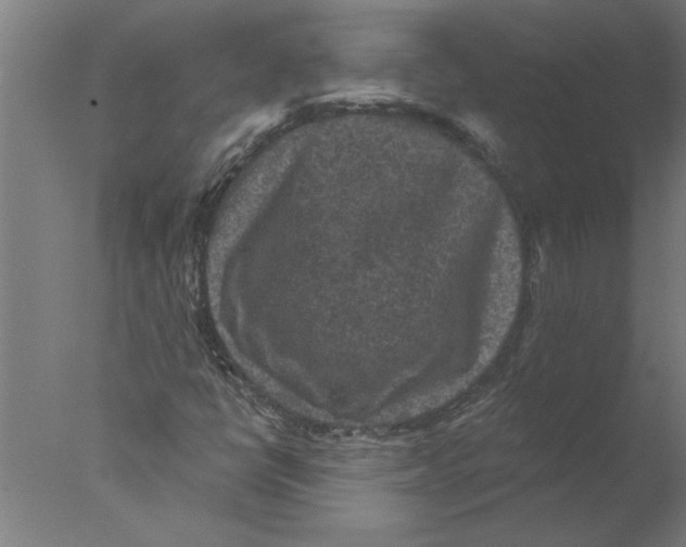 X0000076081398200610202028