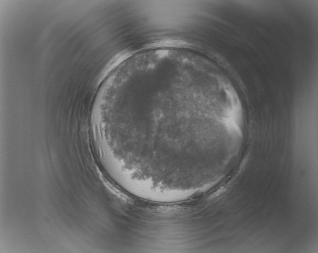 X0000076081425200610202028