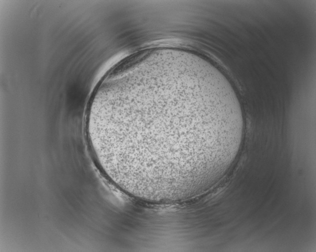 X0000076081426200610202028