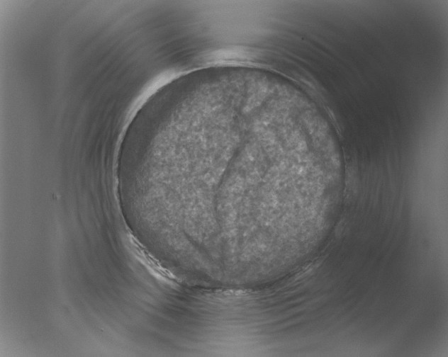 X0000076081435200610202029