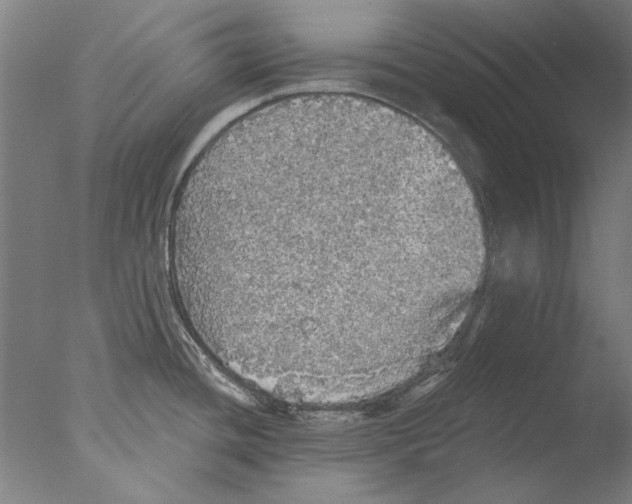 X0000076081436200610202029