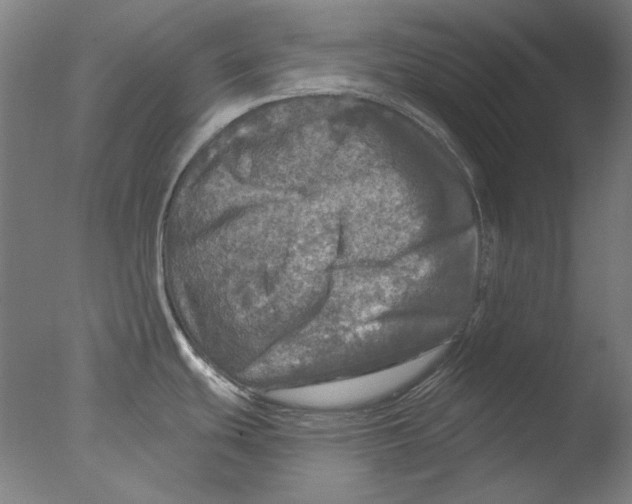 X0000076081439200610202029