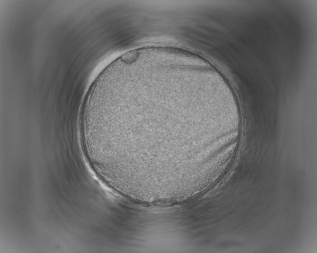 X0000076081440200610202029