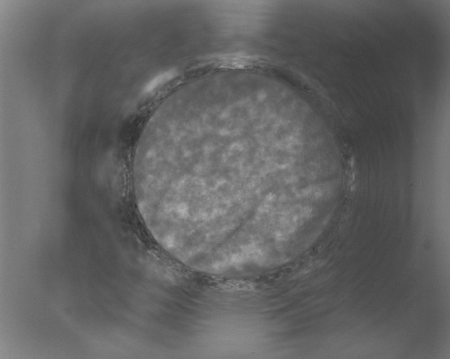 X0000076081446200610202028