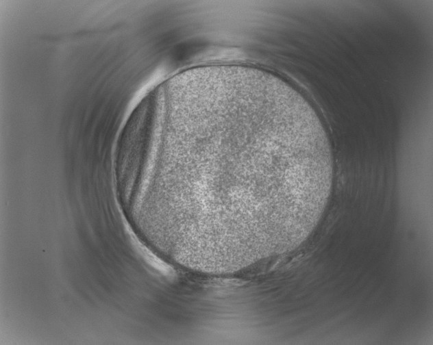 X0000076081475200610202027