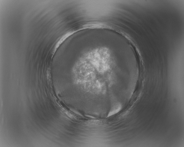 X0000076081481200610202027