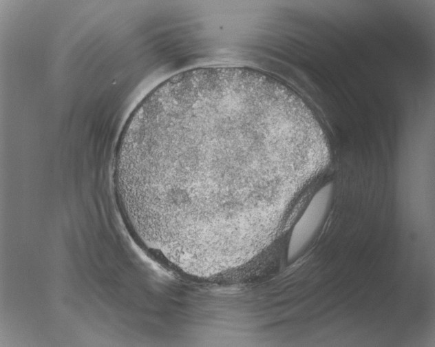 X0000076081484200610202027