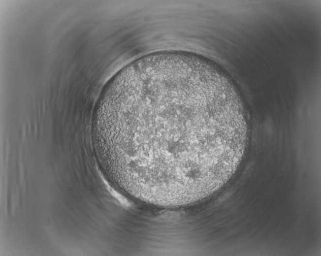 X0000076081513200610202027