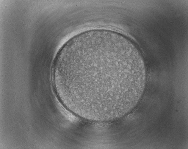 X0000076081514200610202027