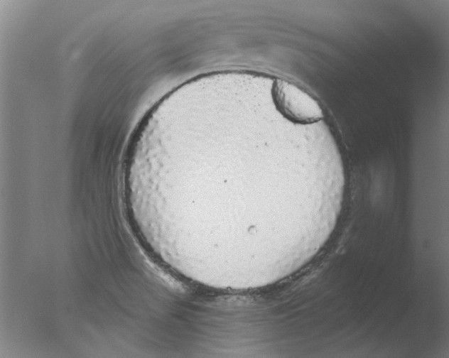 X0000076081517200610202027