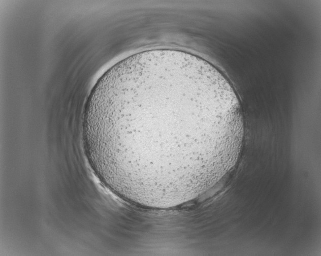 X0000076081534200610202027