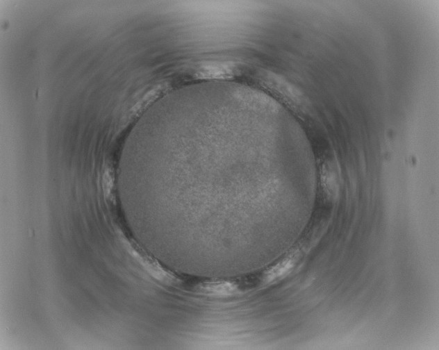 X0000076090322200609291233