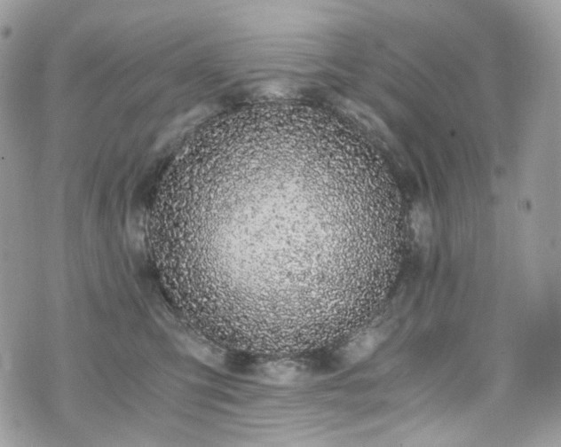 X0000076090423200609291231