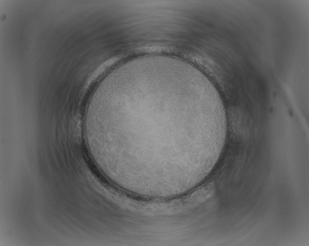 X0000076090016200610061652