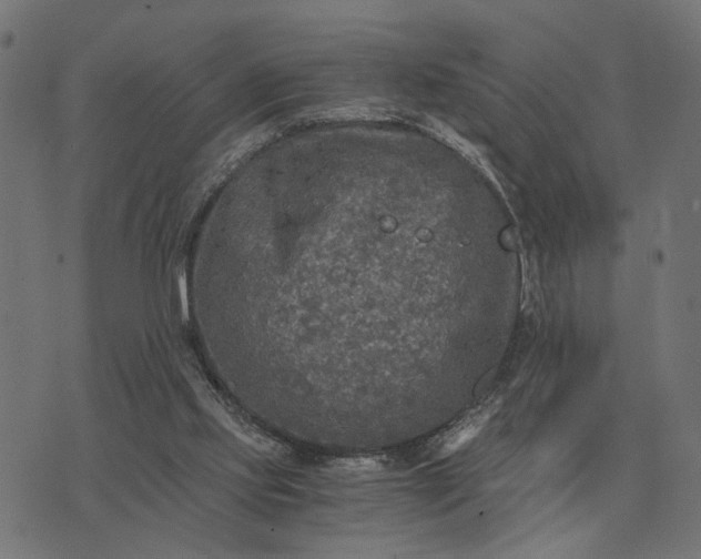 X0000076090061200610061651