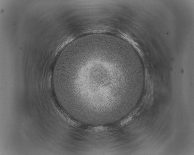 X0000076090153200610061650