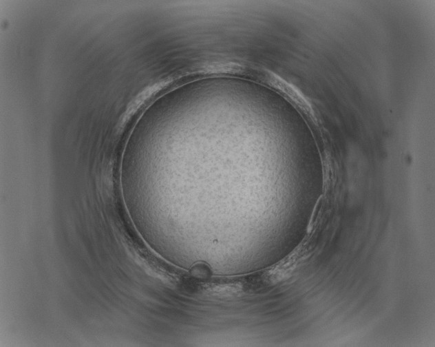 X0000076090155200610061650