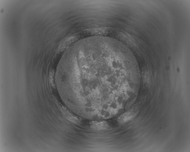 X0000076090185200610061650