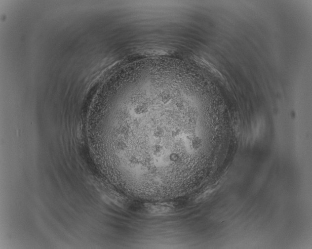 X0000076090359200610061647