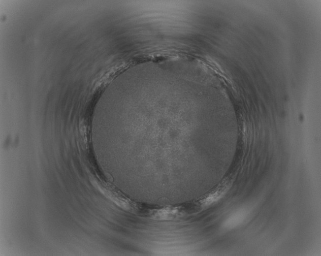 X0000076090366200610061647