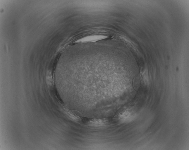 X0000076090381200610061647