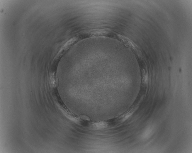 X0000076090383200610061647