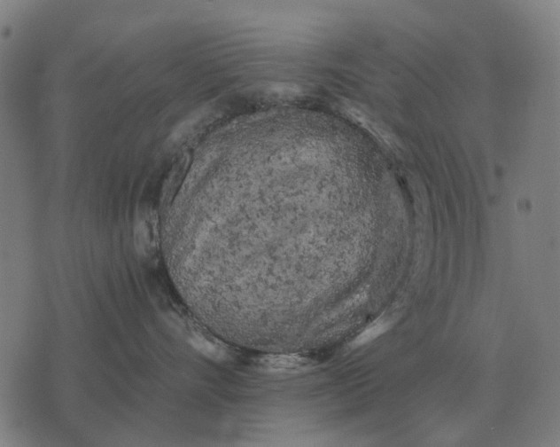 X0000076090528200610061644