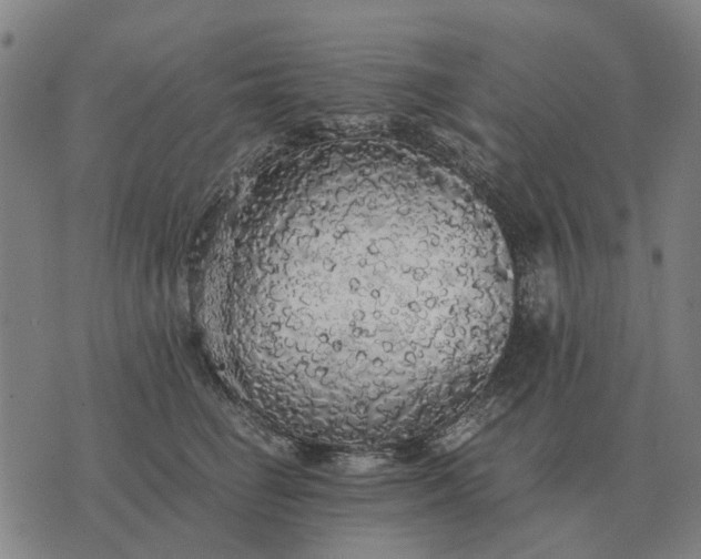 X0000076090662200610061642