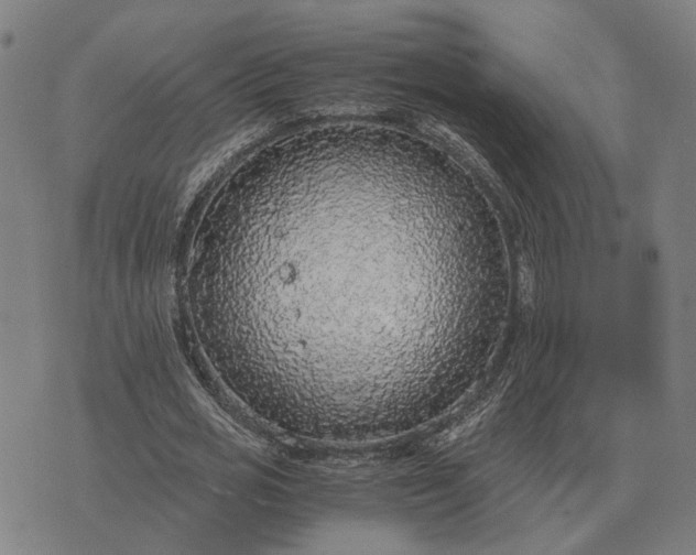 X0000076090725200610061640